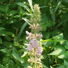 marsh hedge nettle thumbnail 3