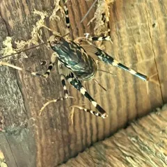 Japanese Camel Cricket thumbnail 1