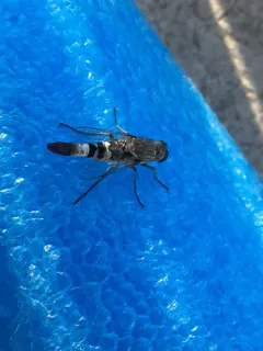 Apiocera barri thumbnail 4