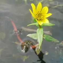Water Marigold thumbnail 4