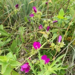 clustered poppymallow thumbnail 4
