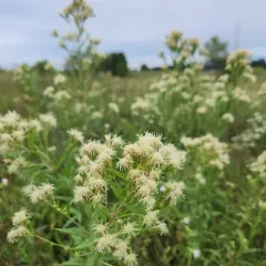 Great Plains false boneset thumbnail 4
