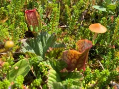 Sphagnum-bog Galerina thumbnail 2