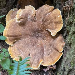 Bondarzewia occidentalis thumbnail 4