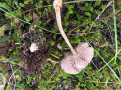 Entoloma elodes thumbnail 2