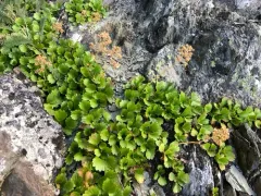 Strawberry-leaf Saxifrage thumbnail 2