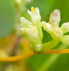 Buttonbush Dodder thumbnail 4