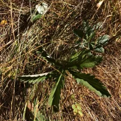 slender cinquefoil thumbnail 2