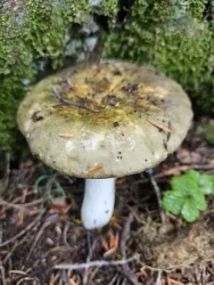 Russula graminea thumbnail 2