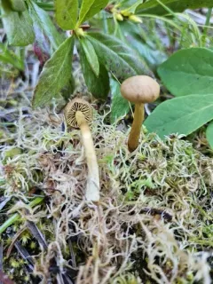 Cortinarius tubarius thumbnail 3