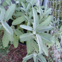 garden sage thumbnail 3