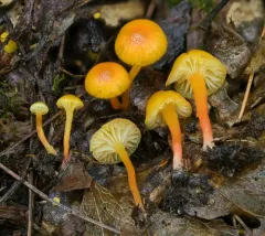 Hygrocybe parvula thumbnail 1