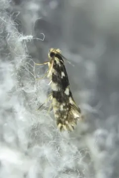 Nemapogon ophrionella thumbnail 3