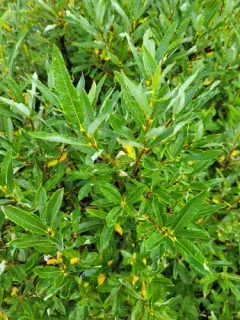 Labrador willow thumbnail 3