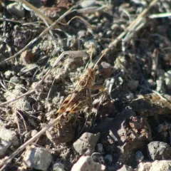 Valley Grasshopper thumbnail 3