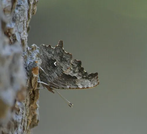 Oreas Comma