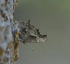 Oreas Comma thumbnail 1