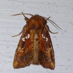 Thistle Stem Borer Moth thumbnail 3
