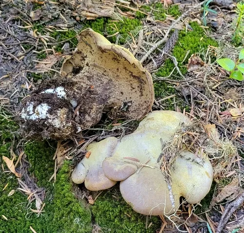Polyporoletus sylvestris