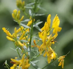 Dyer's Greenweed thumbnail 3