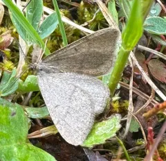 Macaria simplex thumbnail 3