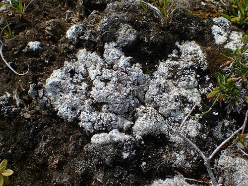 Mossbane Rim Lichen