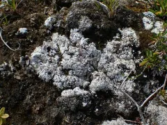 Mossbane Rim Lichen thumbnail 1