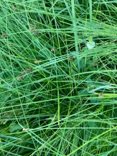 alpine nerve sedge thumbnail 2