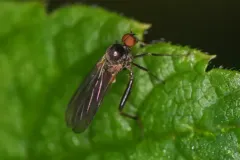 Hoplocyrtoma procera thumbnail 2