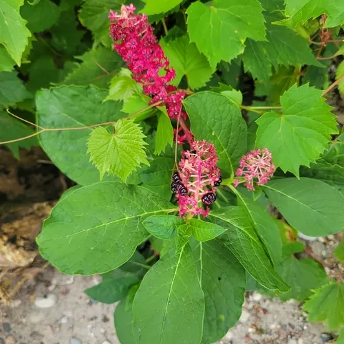 Indian Pokeweed
