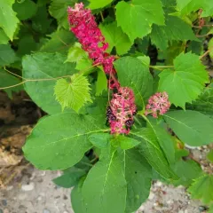 Indian Pokeweed thumbnail 1