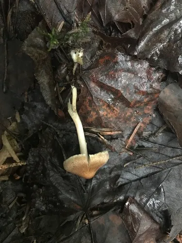 fleecy fibrecap