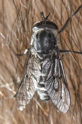 Pursuing Horse Fly