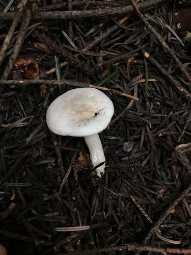 Clitopilus paxilloides