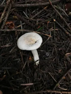 Clitopilus paxilloides thumbnail 1