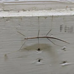 Western Short-horned Walkingstick thumbnail 3