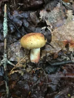 Russula granulata thumbnail 1