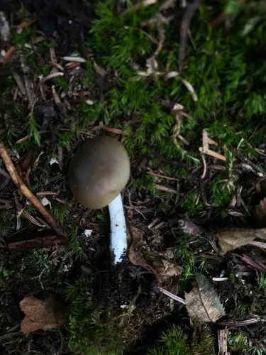 Entoloma griseum