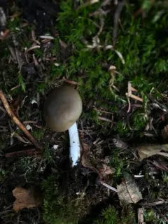 Entoloma griseum thumbnail 1