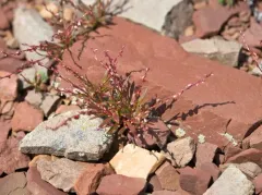 Engelmann's Knotweed thumbnail 3
