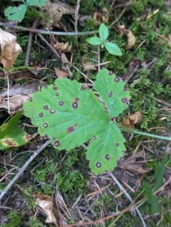 Rubus rust thumbnail 4