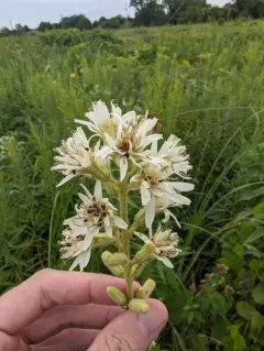 rough rattlesnake root thumbnail 2