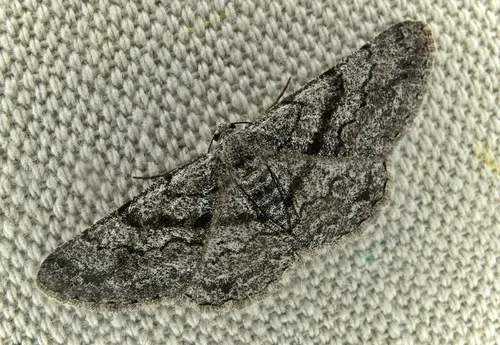 Glena nigricaria