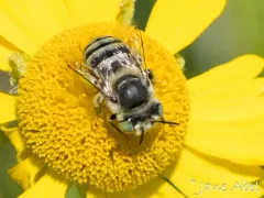 Short Sun-digger Bee thumbnail 1