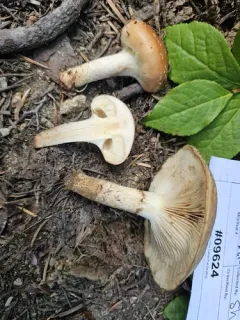 Pholiota avellaneifolia thumbnail 2