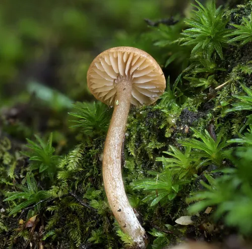 Pseudolaccaria fellea
