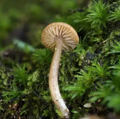 Pseudolaccaria fellea thumbnail 1