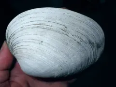 Thin-shelled Littleneck thumbnail 3