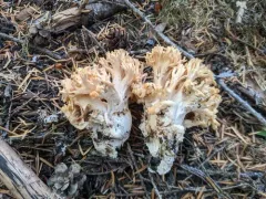 Ramaria rubricarnata thumbnail 2