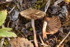 Inocybe helobia thumbnail 4